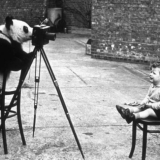 Of pandas and cameras