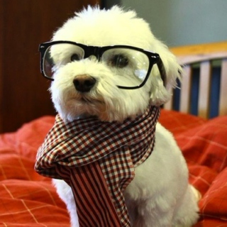 I Am Hipster, Hear Me Bark