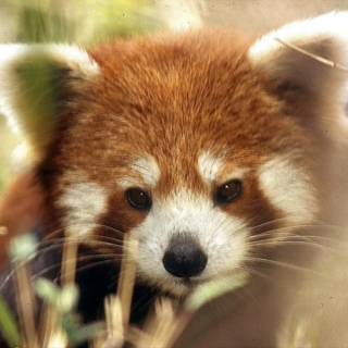 Red Panda March 2012 - Spring Break mix