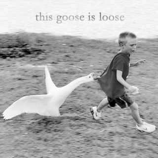 This Goose Is Loose