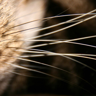 Doin' it for the Whiskers.
