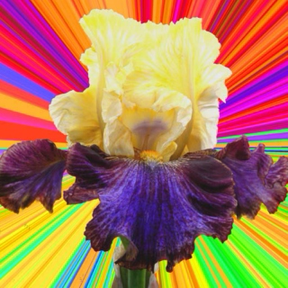 Psych Iris