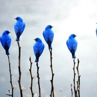 Blue Burds 