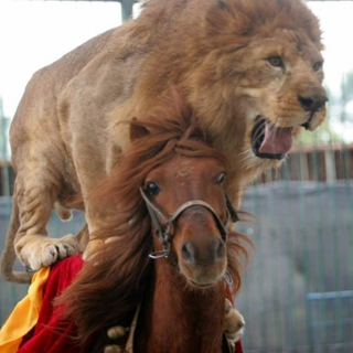 The Rodeo Lion