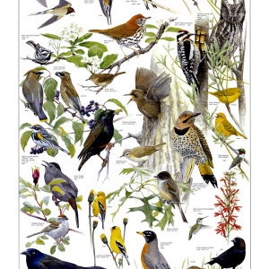 Birdwatchers of North America 