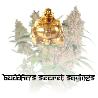 buddhas secret sayings Vol. 1