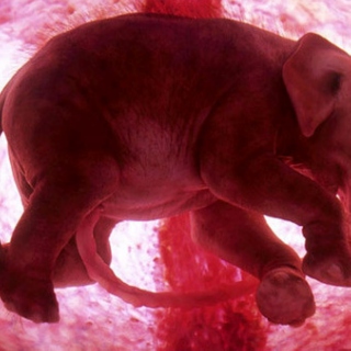 The elephant in the womb