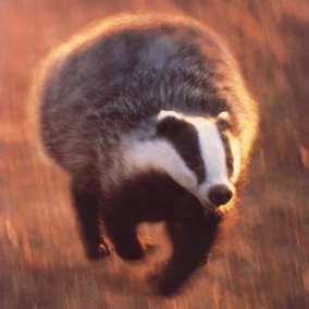 Escape Them Other Badgers