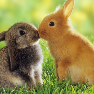 Cute bunny love