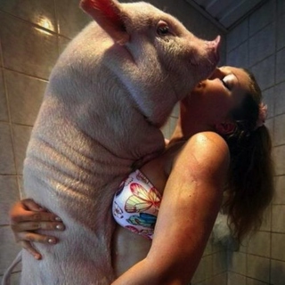 Music for when your pig needs a shower