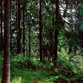 songs to listen to in a forest