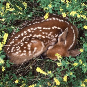 where deer sleep