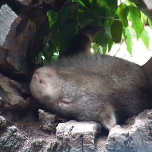 Btrxz's Why I Love Wombats Or Sleep Well My Dear