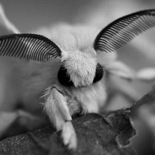  ...a moon moth, folded into sleep sits still  