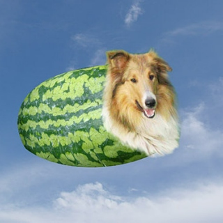 watermelon dog