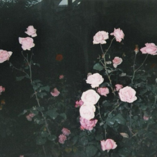 les roses