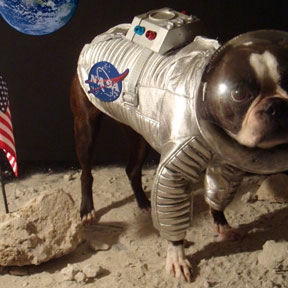 Spacedog!