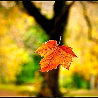 The Lonely Autumn Leaf