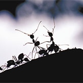 locomojo's ant work
