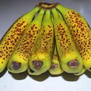 Spotted Bananas Like Making Out in Cars