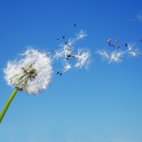 The Year Of The Dandelion Seed 
