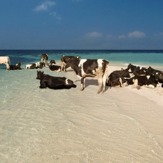 ya know, just some cows hanging out on a beach