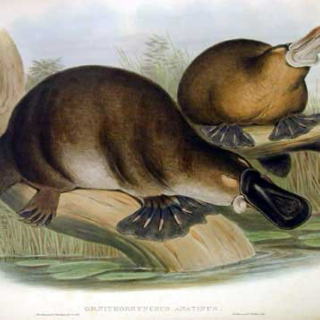 The platypuses
