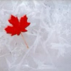 a little canadiana.