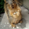 Squirrels aint never sad, 'cause squirrels can climb trees