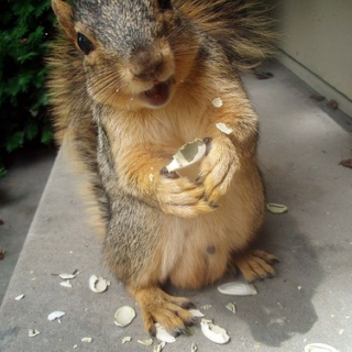 Squirrels aint never sad, 'cause squirrels can climb trees