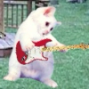 Punk Kitten's 2-minutes of punk, rock, and grunge