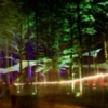 midnight in the electric forest
