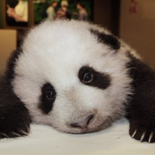 Some Nights You Just Feel Like A Sad Panda