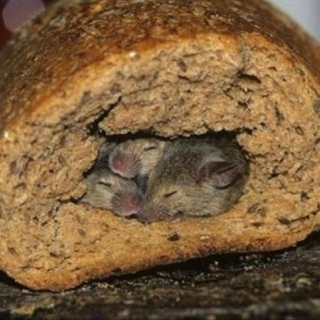 Better than a warm slice of cute snuggling mice!!