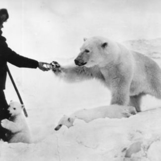 The Polar Bear's Waltz