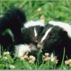 skunk love