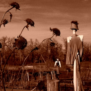 Shadowplay With The Scarecrows