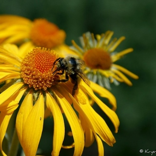 Honey & The Bee <3 