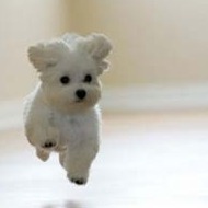 Floating Fuzzy Puppykins