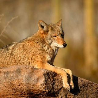 anecdotes from a coyote casanova