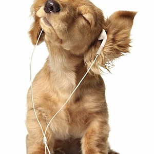 Music for Dogs!