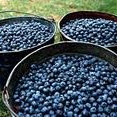 Picking Blueberries In Maine