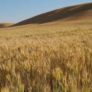 Fields of Grain