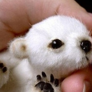 I just want my own baby polar bear to snuggle with...
