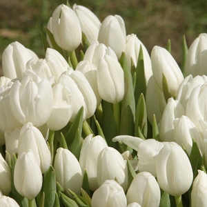 White Tulips Mix