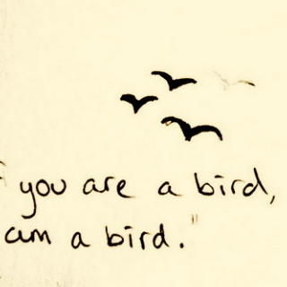 If you are a bird, I'm a bird