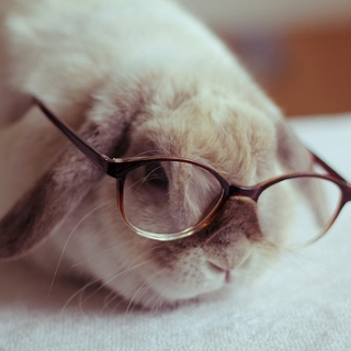 study bunny