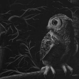 Life Of A Night Owl