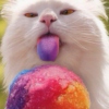 Ice Cream Cats