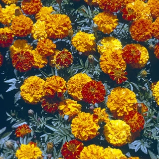 my cold marigolds